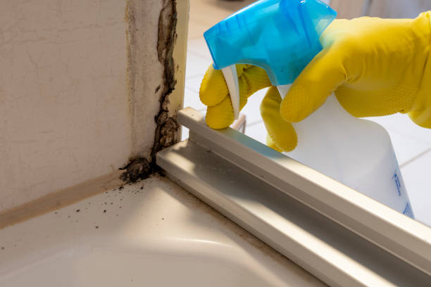 Office Mold Removal Services in Alta Sierra, CA