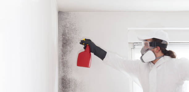 Best Commercial Mold Removal  in Alta Sierra, CA
