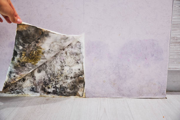 Best Office Mold Removal Services  in Alta Sierra, CA